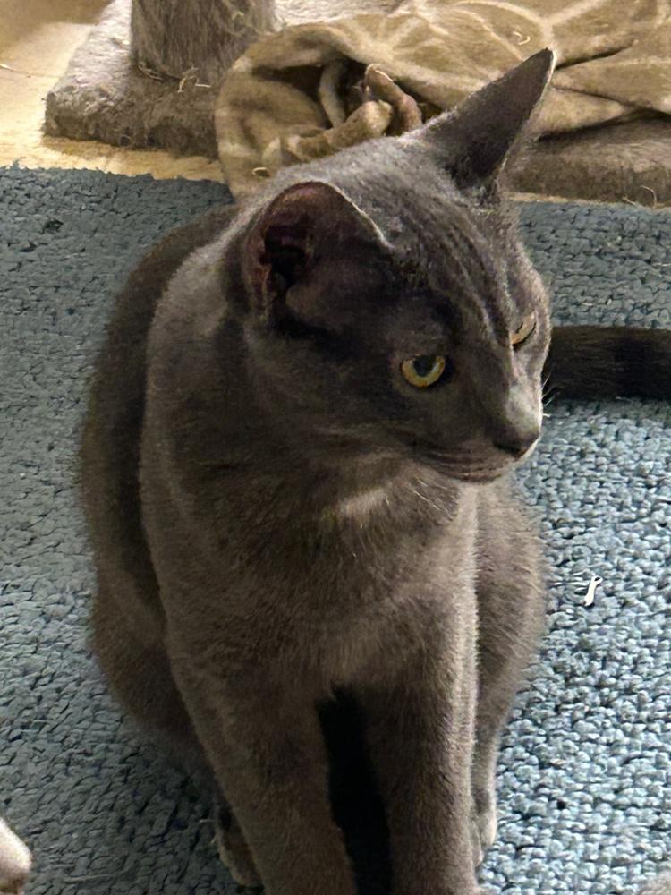 Wuzzy, a Adoptable Domestic Short Hair in Stafford, VA image 3/6