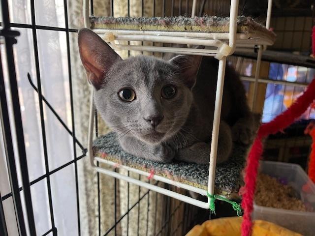 Enlarge Wuzzy, a Adoptable Domestic Short Hair in Stafford, VA image 2/2