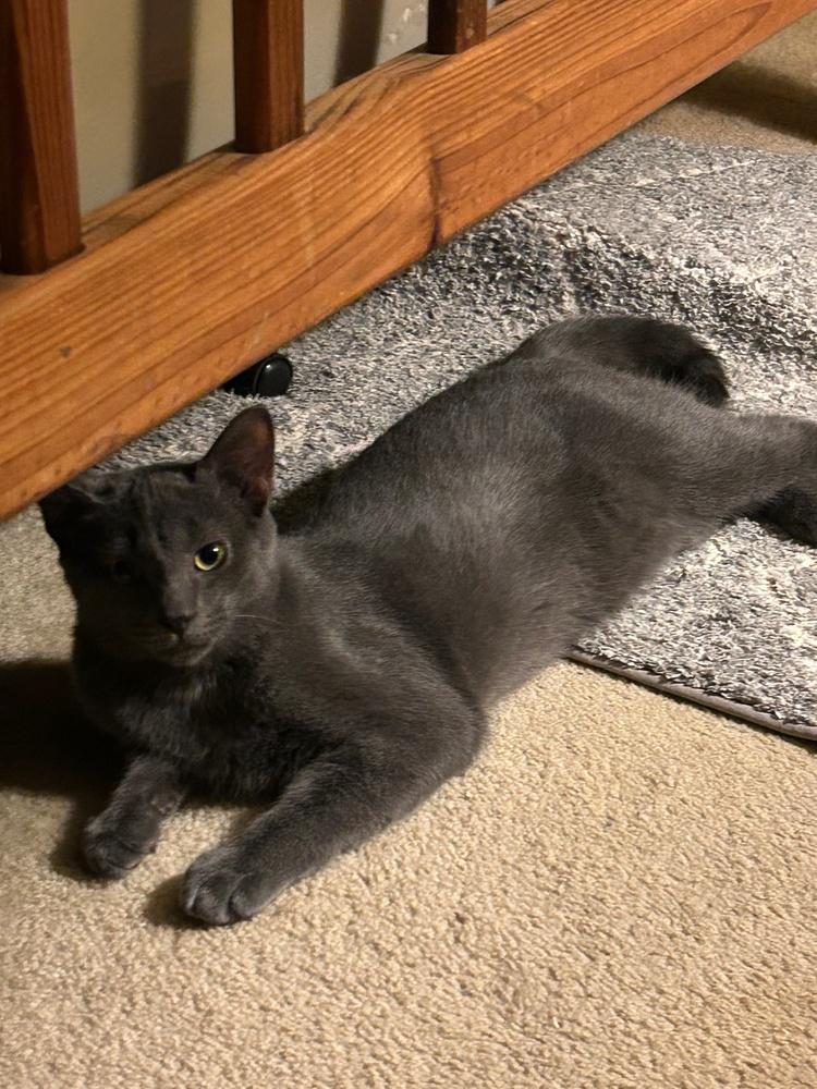 Wuzzy, a Adoptable Domestic Short Hair in Stafford, VA image 5/6