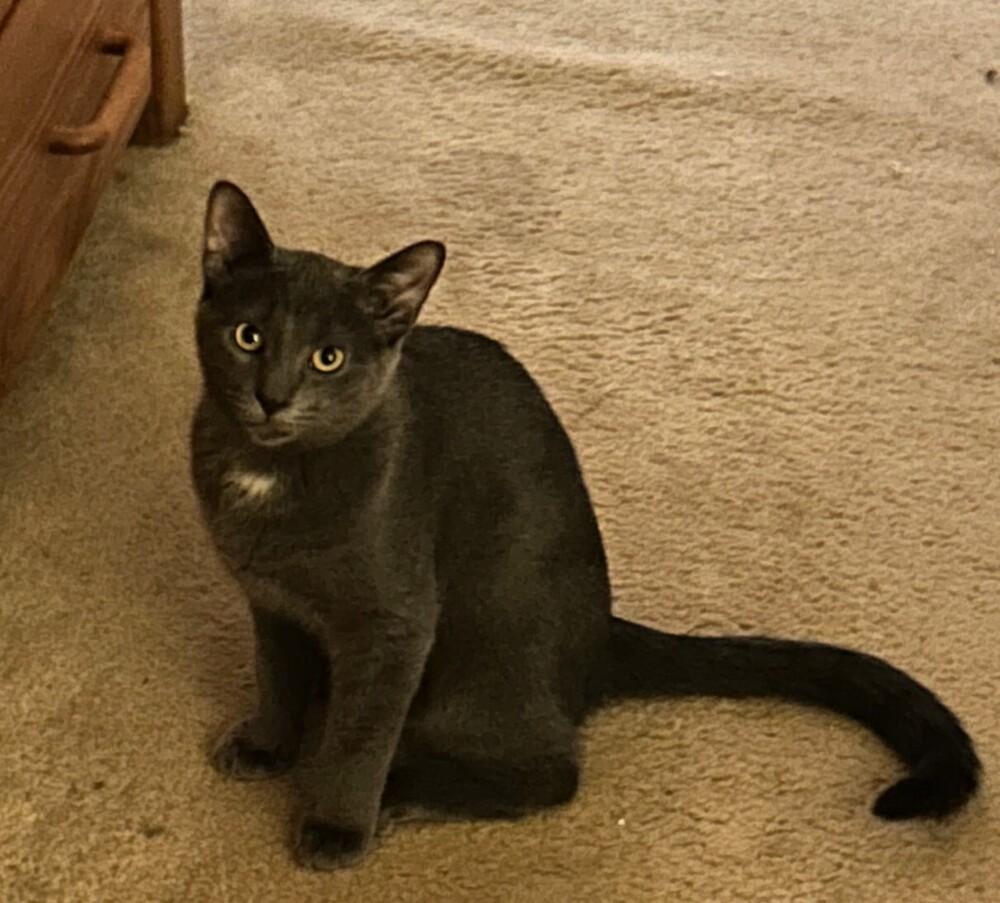 Wuzzy, a Adoptable Domestic Short Hair in Stafford, VA image 6/6