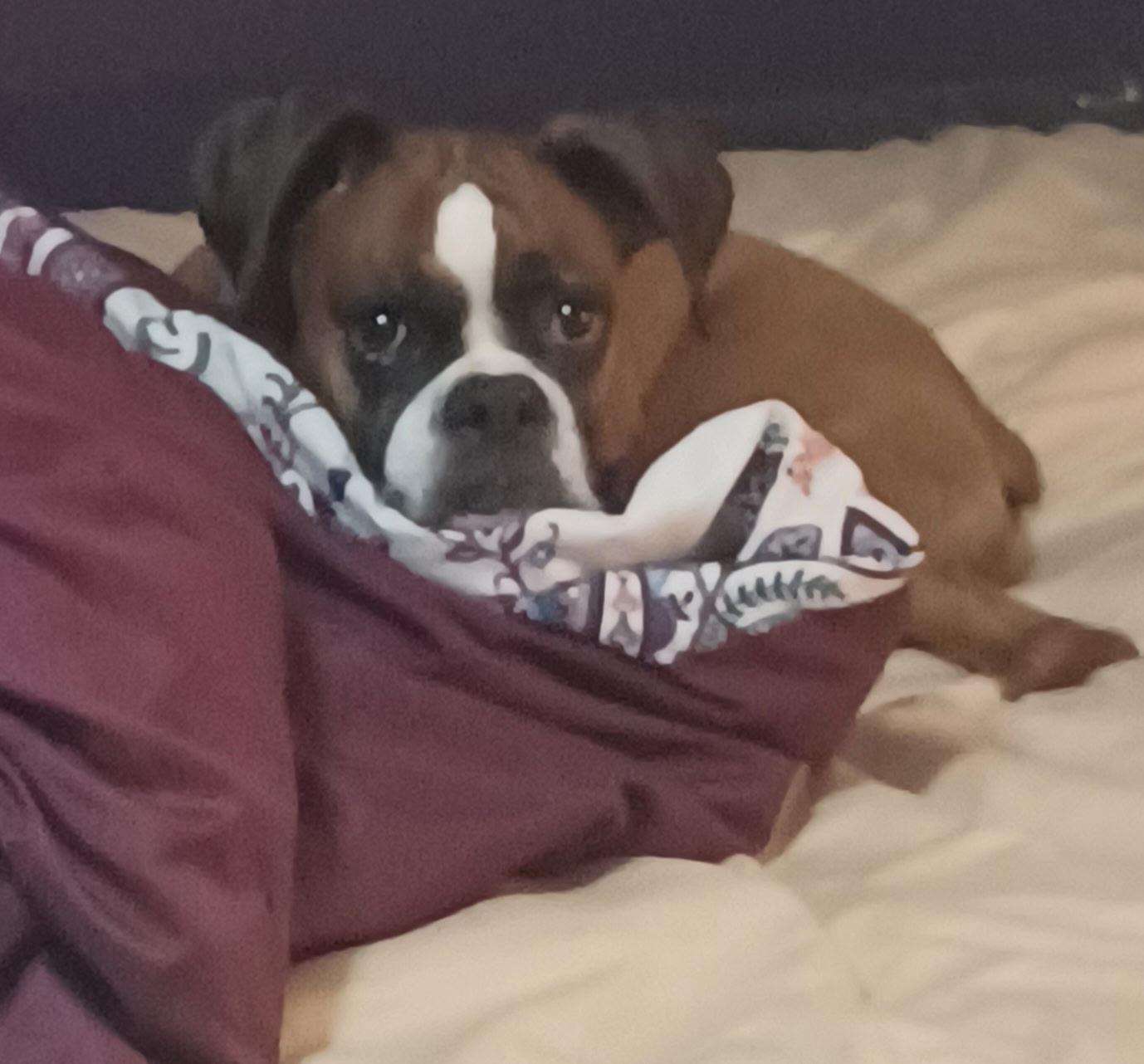 Enlarge Rosie, a Adoptable Boxer in Glocester, RI image 1/4