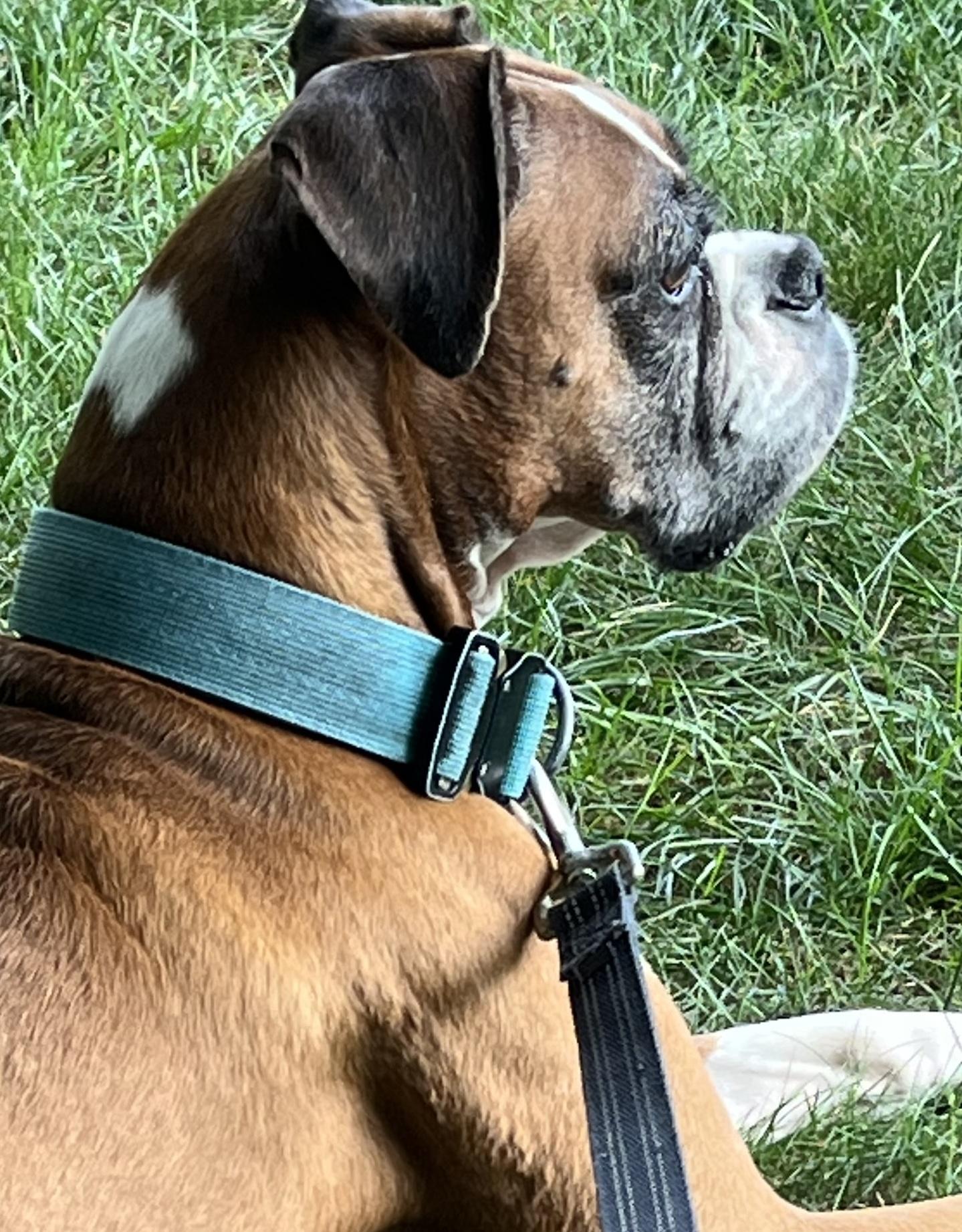 Enlarge Rosie, a Adoptable Boxer in Glocester, RI image 4/4