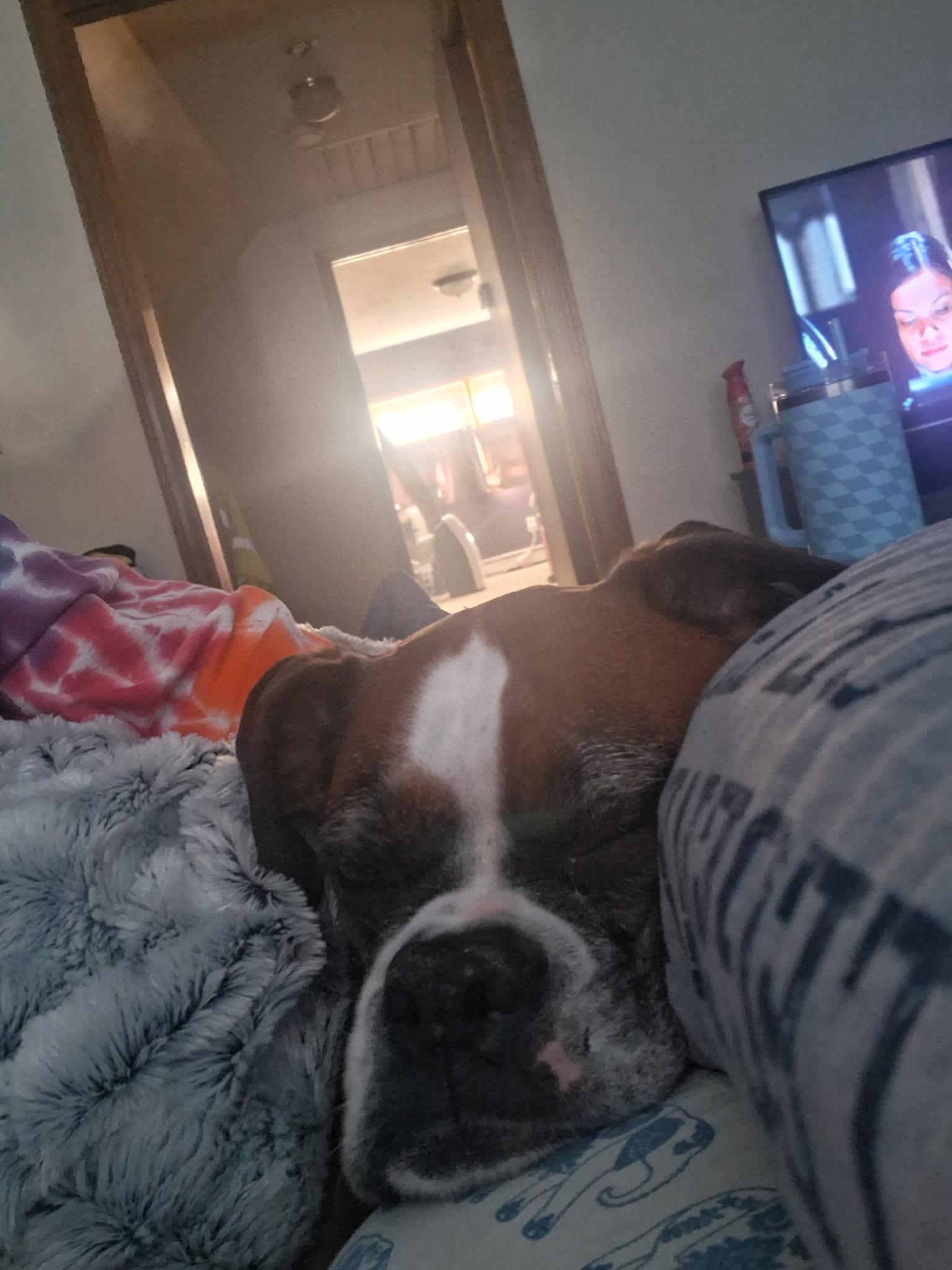 Enlarge Rosie, a Adoptable Boxer in Glocester, RI image 2/4