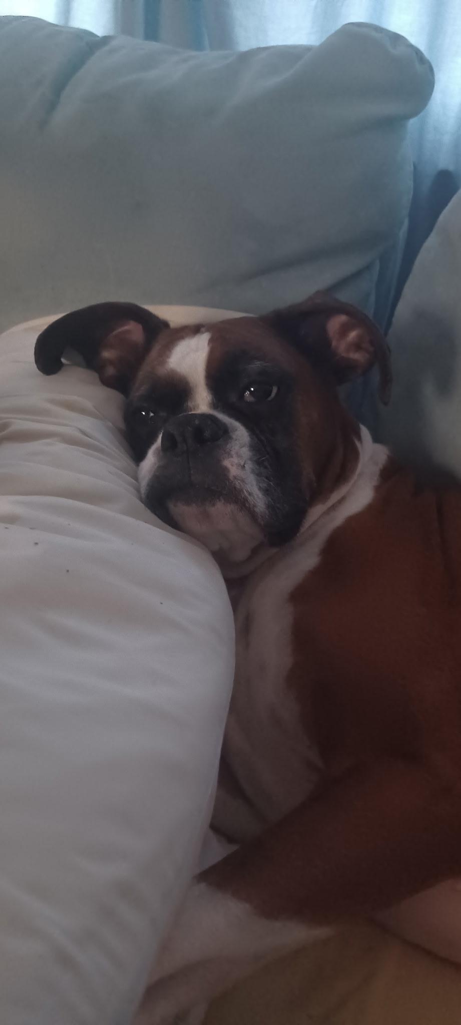 Enlarge Rosie, a Adoptable Boxer in Glocester, RI image 3/4