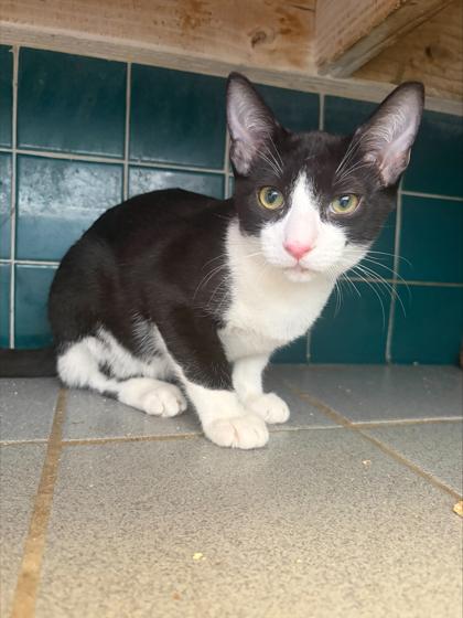 Tuxedo Tim, Adoptable, Kitten Male Domestic Short Hair & Domestic Short Hair.