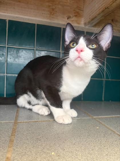 Enlarge Tuxedo Tim, a Adoptable mixed breed in Honolulu, HI image 2/2