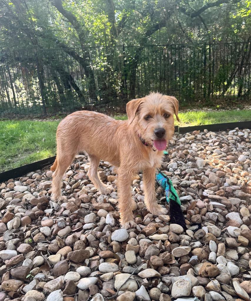 Lucas, a Adoptable Terrier in Leander, TX image 1/6