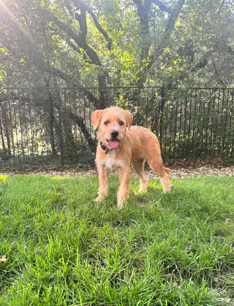 Lucas, a Adoptable Terrier in Leander, TX image 2/6