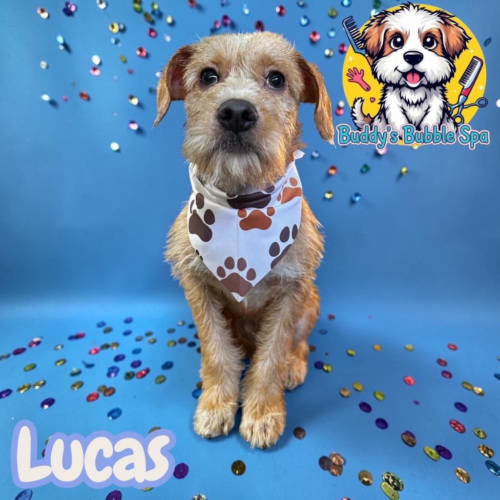 Lucas, a Adoptable Terrier in Leander, TX image 3/6