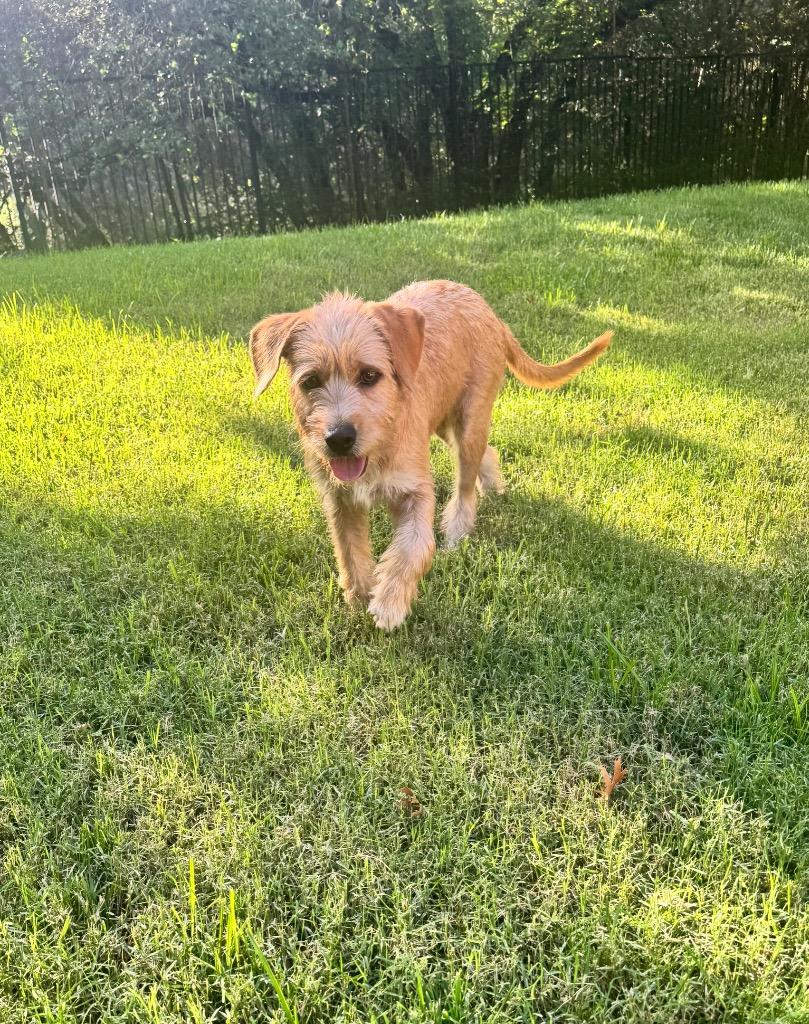Lucas, a Adoptable Terrier in Leander, TX image 5/6