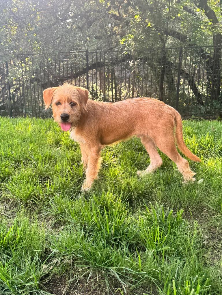 Lucas, a Adoptable Terrier in Leander, TX image 6/6