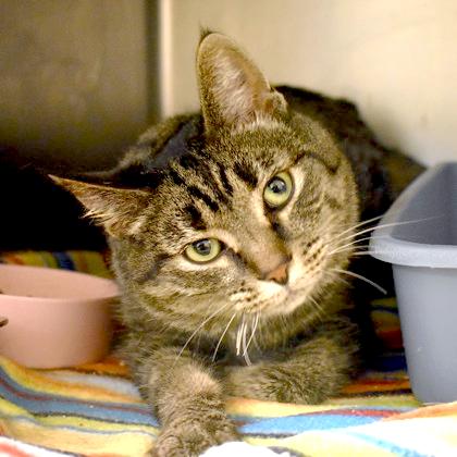 Ivy, ADOPTABLE, Adult Female Domestic Short Hair.