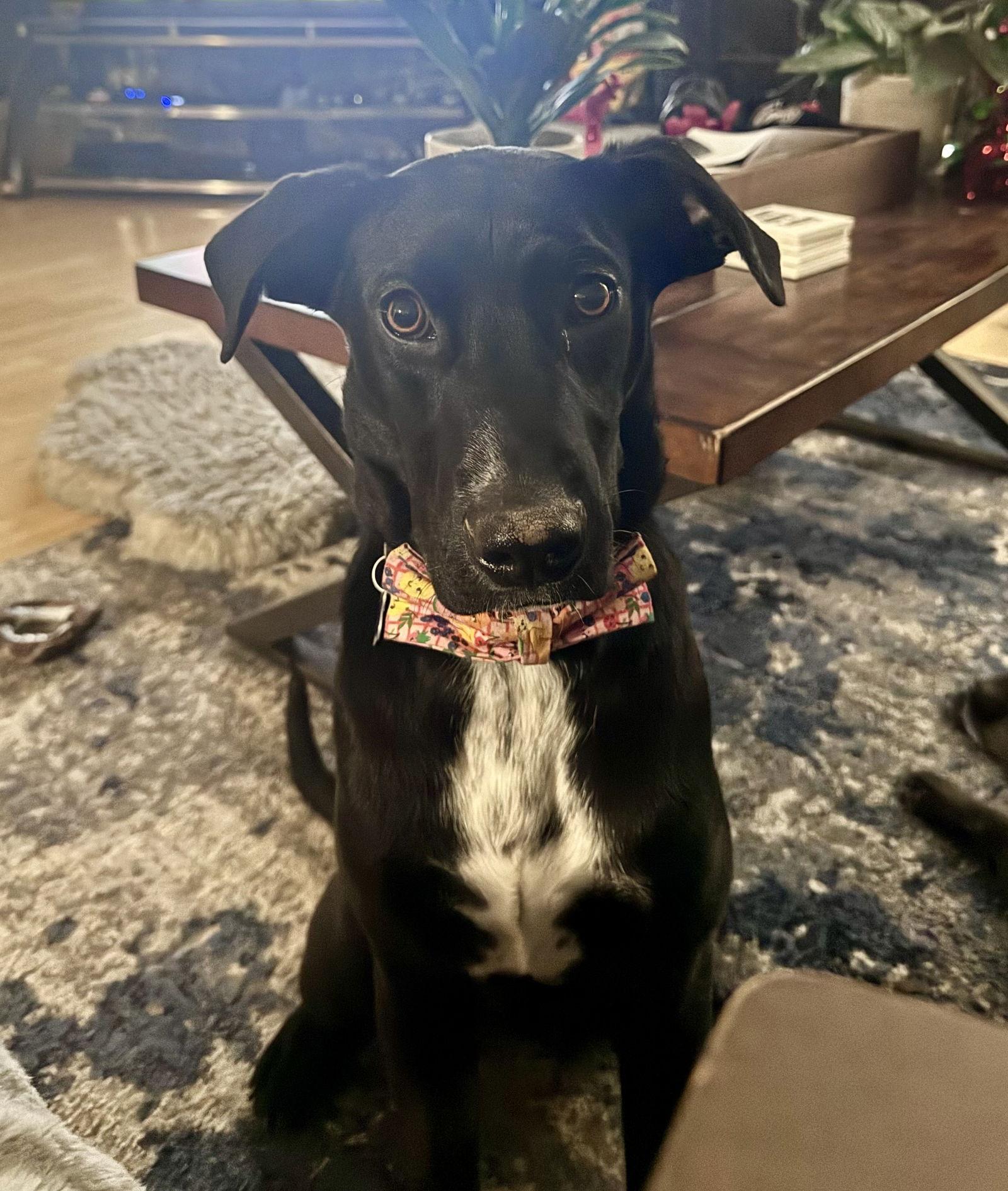 Dante, Adoptable, Puppy Male Labrador Retriever & Border Collie.