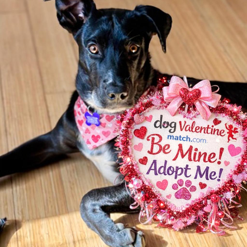 Enlarge Dante, a Adoptable mixed breed in St. Louis, MO image 2/3