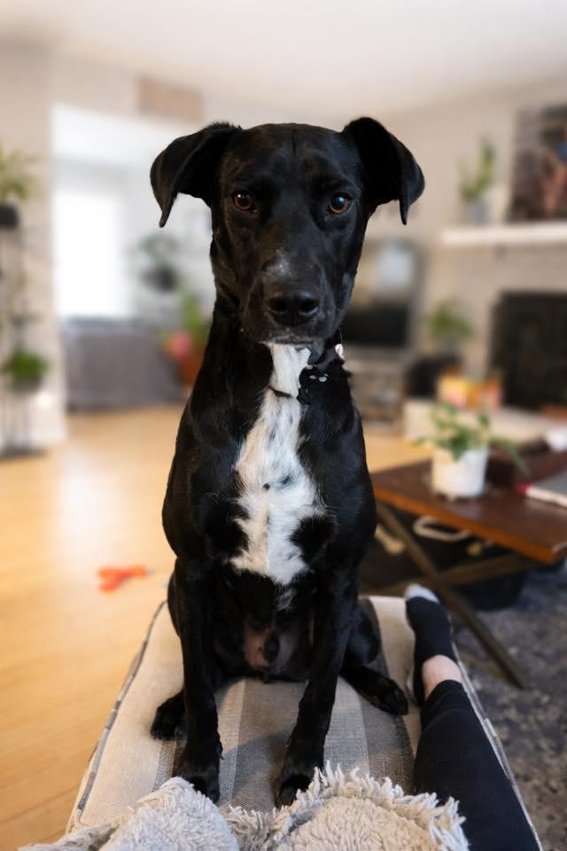 Enlarge Dante, a Adoptable mixed breed in St. Louis, MO image 3/3