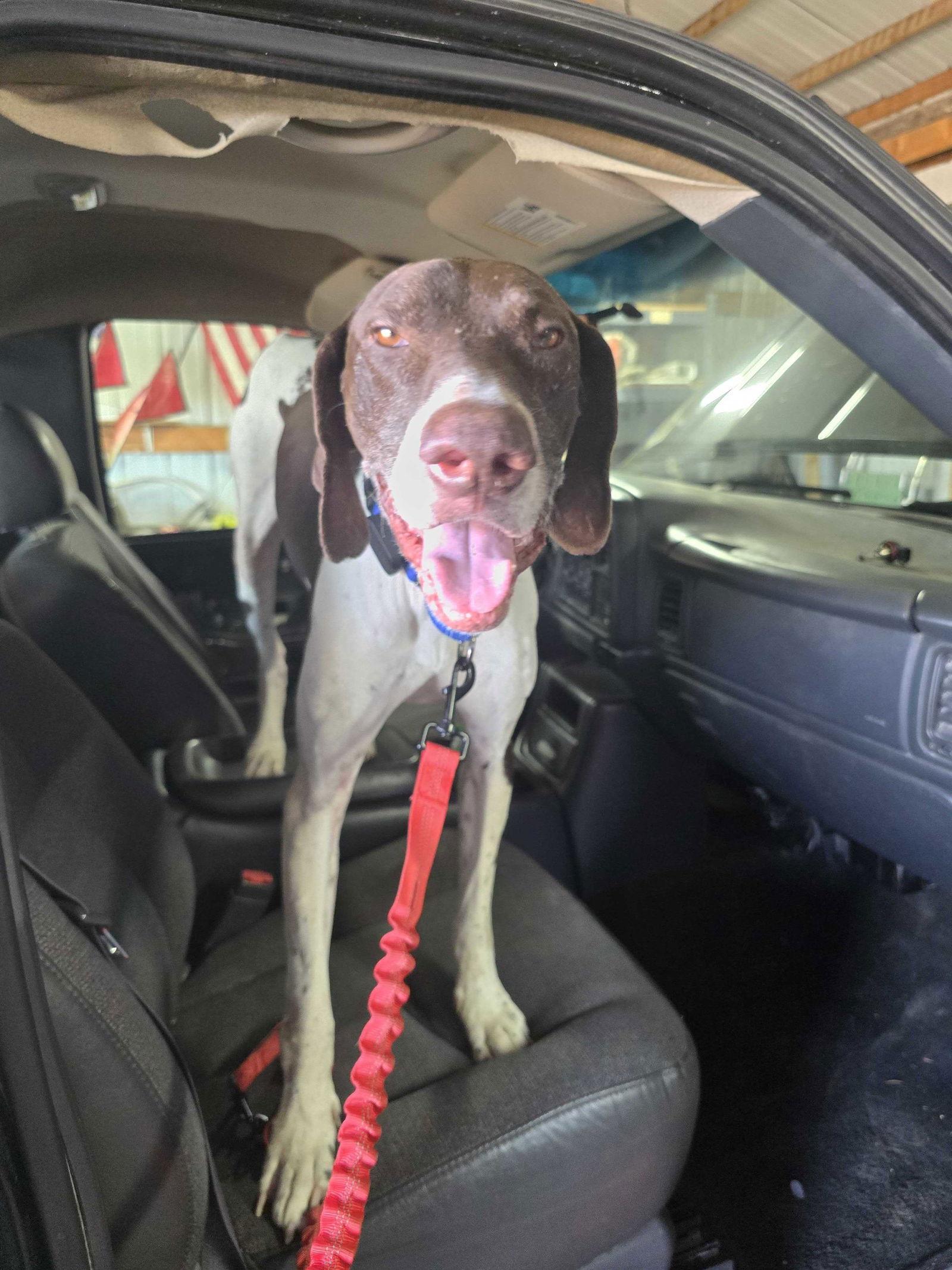 Arrow, Adoptable, Senior Male German Shorthaired Pointer.