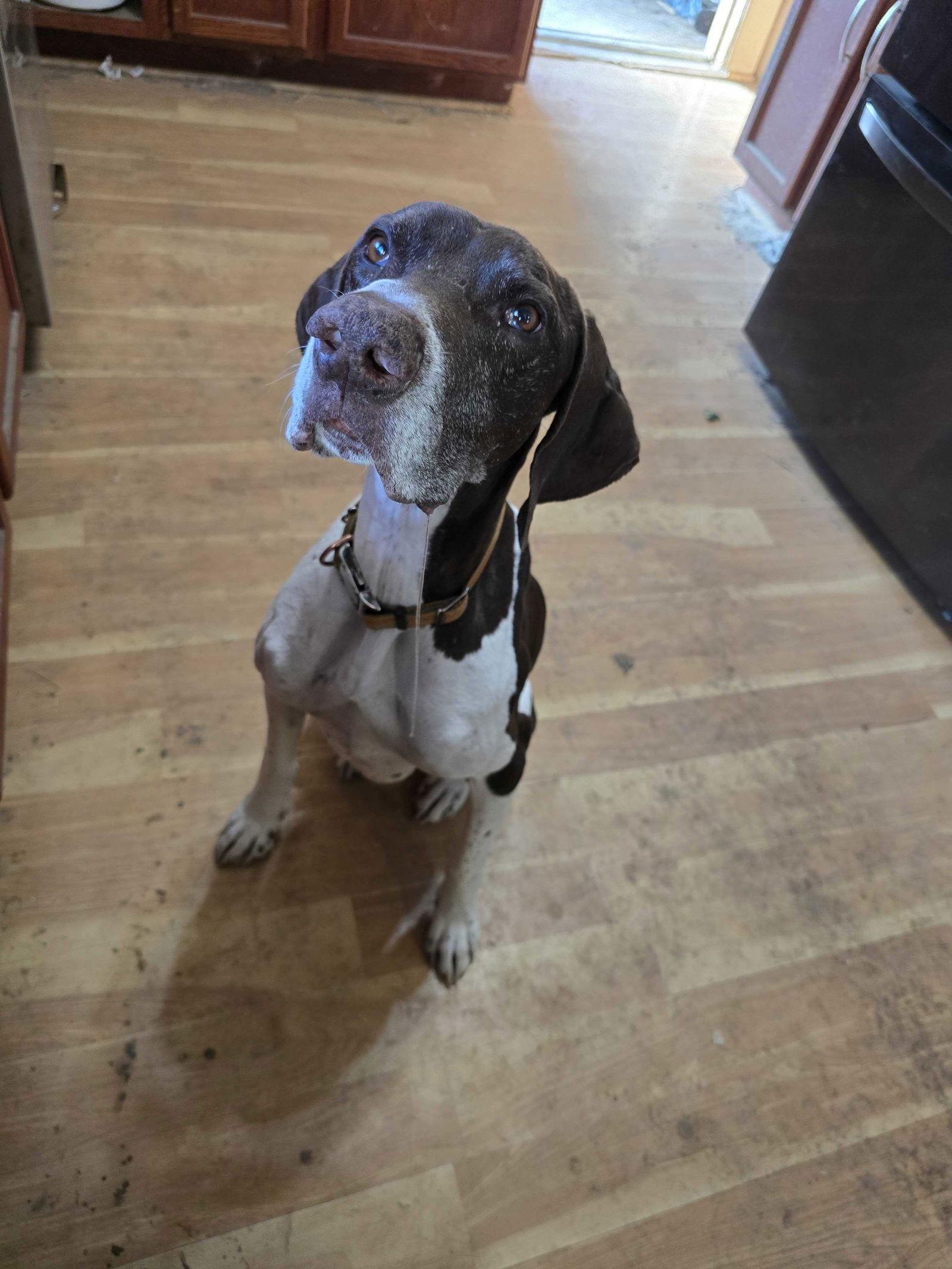 Arrow - Coming Soon!, Adoptable, Senior Male German Shorthaired Pointer.