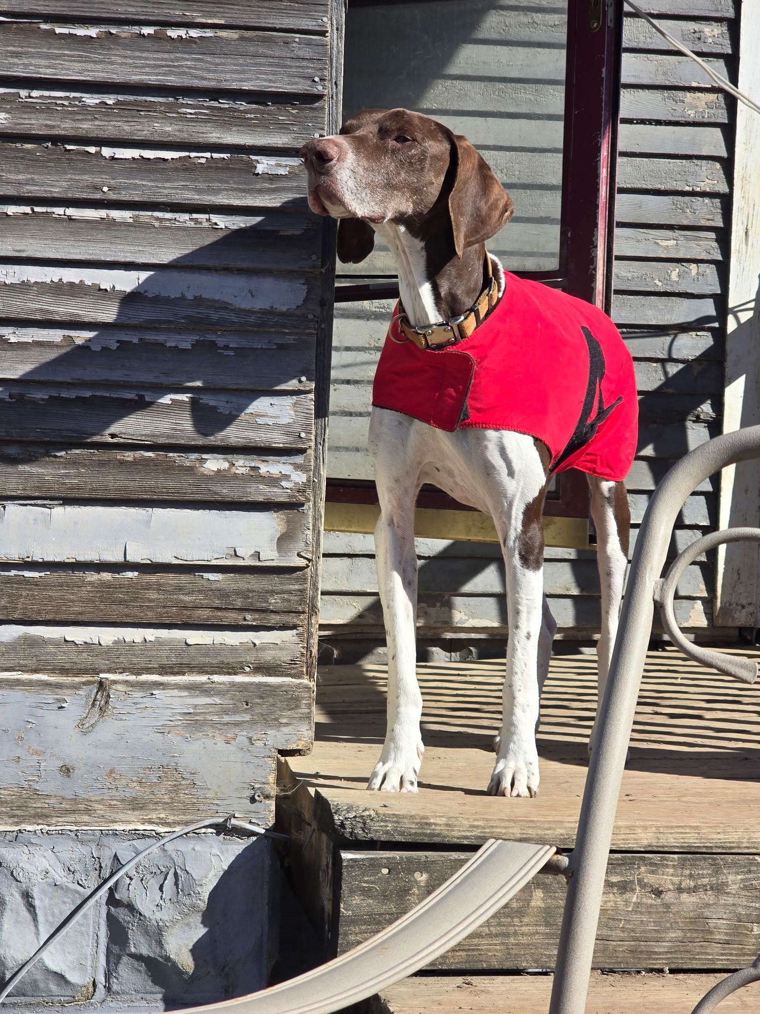 Arrow - Coming Soon!, a Adoptable German Shorthaired Pointer in Omaha, NE image 2/3