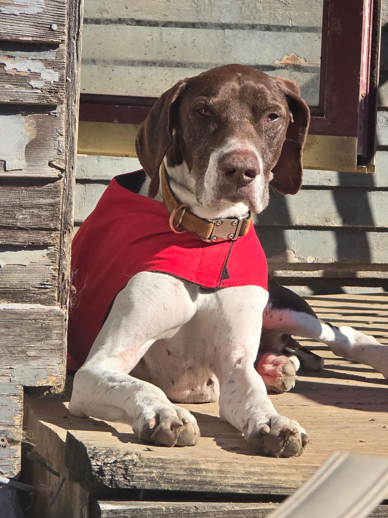 Arrow - Coming Soon!, a Adoptable German Shorthaired Pointer in Omaha, NE image 3/3