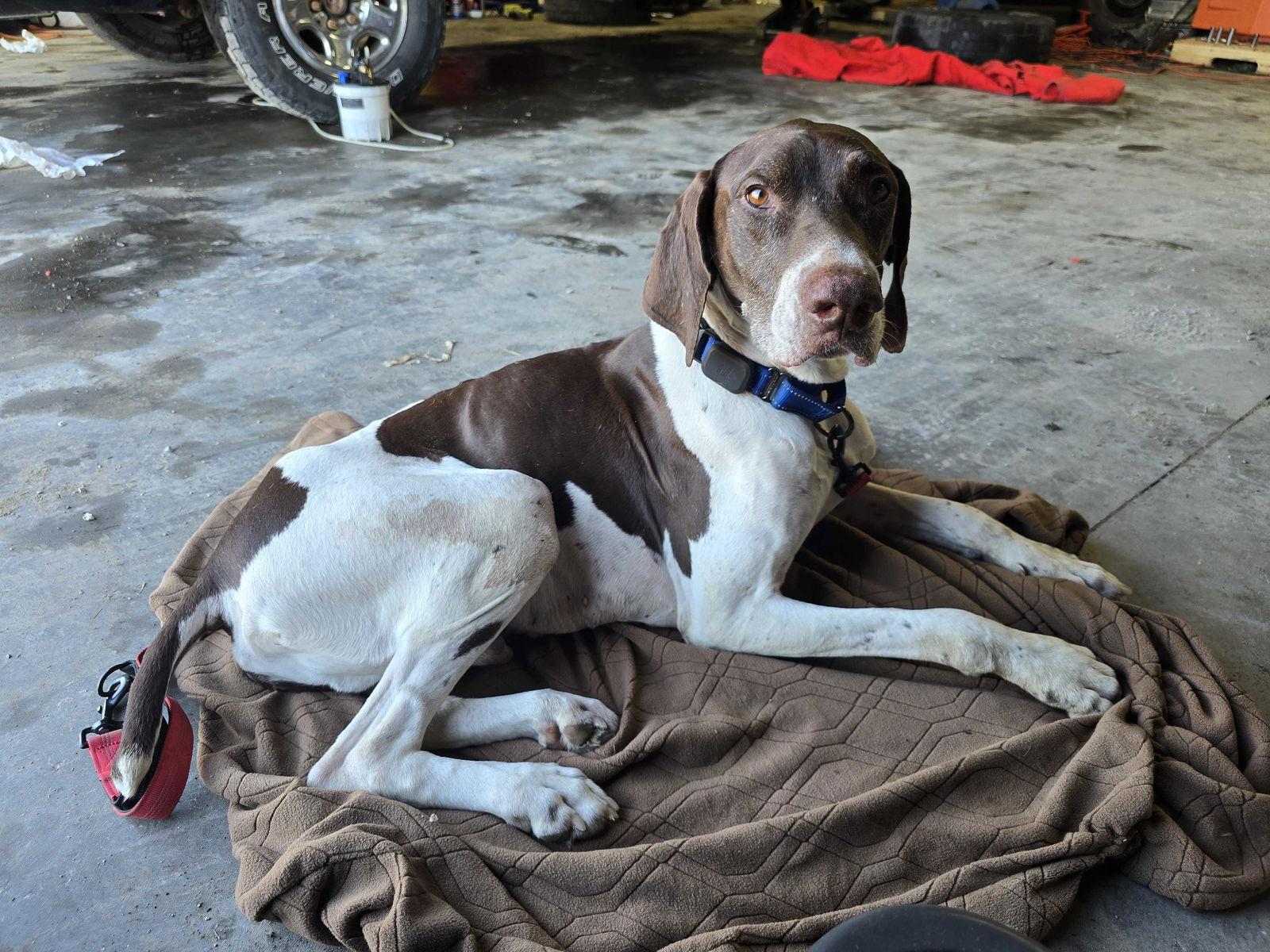 Arrow, a Adoptable German Shorthaired Pointer in Omaha, NE image 2/3