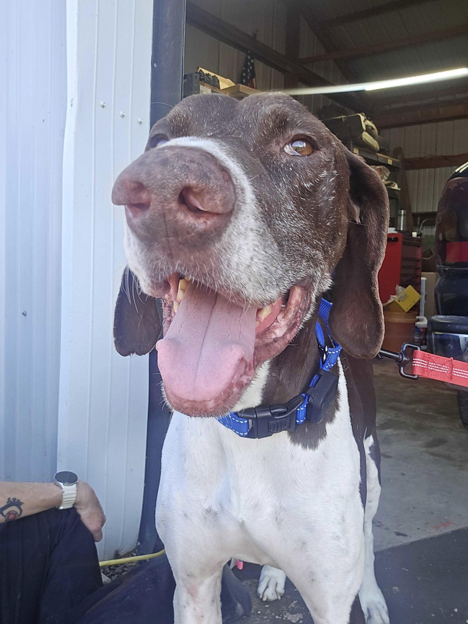 Arrow, a Adoptable German Shorthaired Pointer in Omaha, NE image 3/3