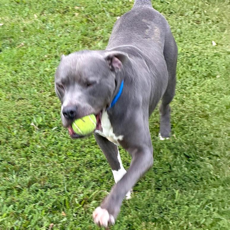 Enlarge Samson, a Adoptable Mixed Breed in Chattanooga, TN image 1/5
