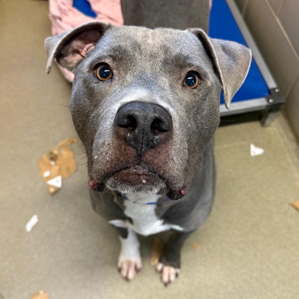 Enlarge Samson, a Adoptable Mixed Breed in Chattanooga, TN image 2/5