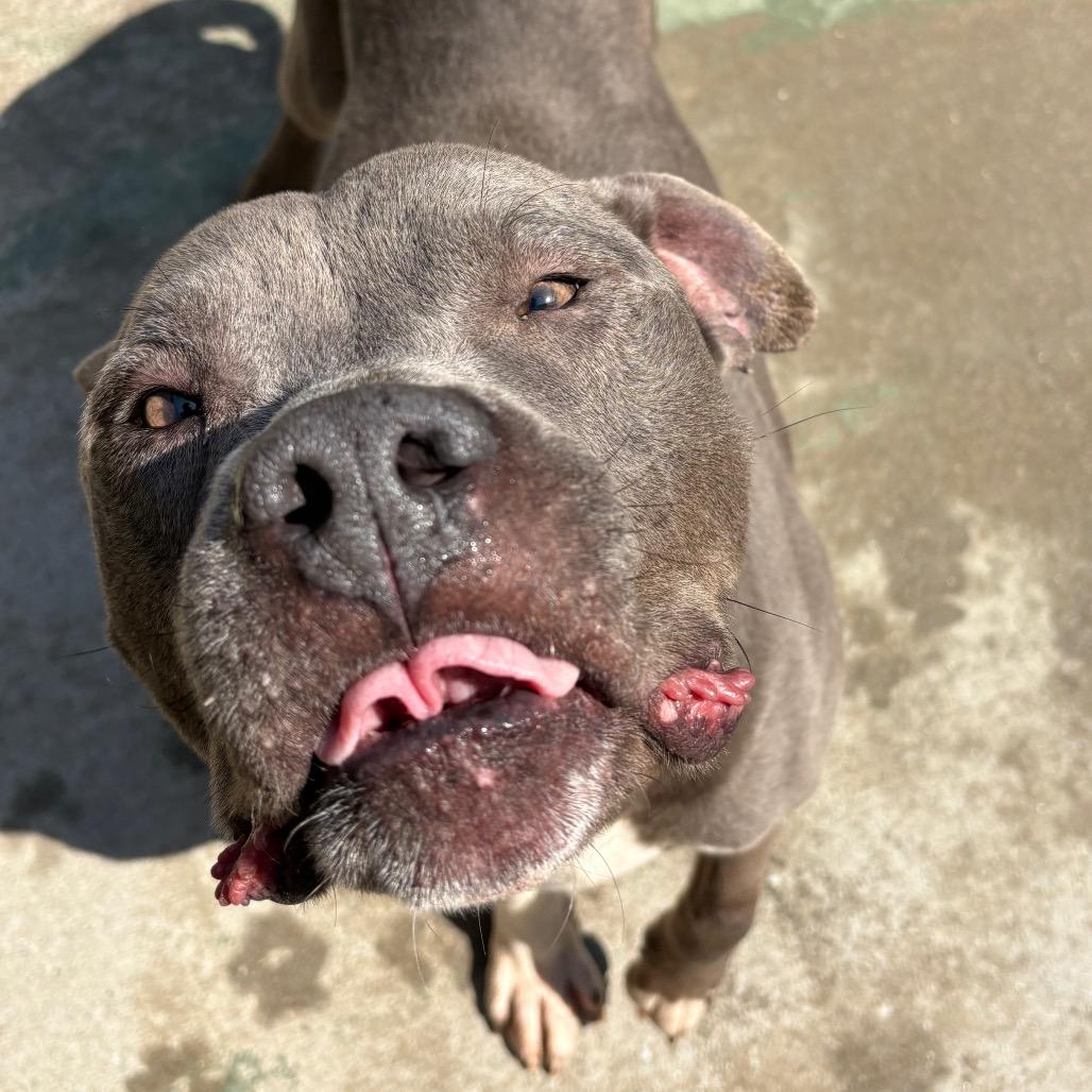 Enlarge Samson, a Adoptable Mixed Breed in Chattanooga, TN image 3/5