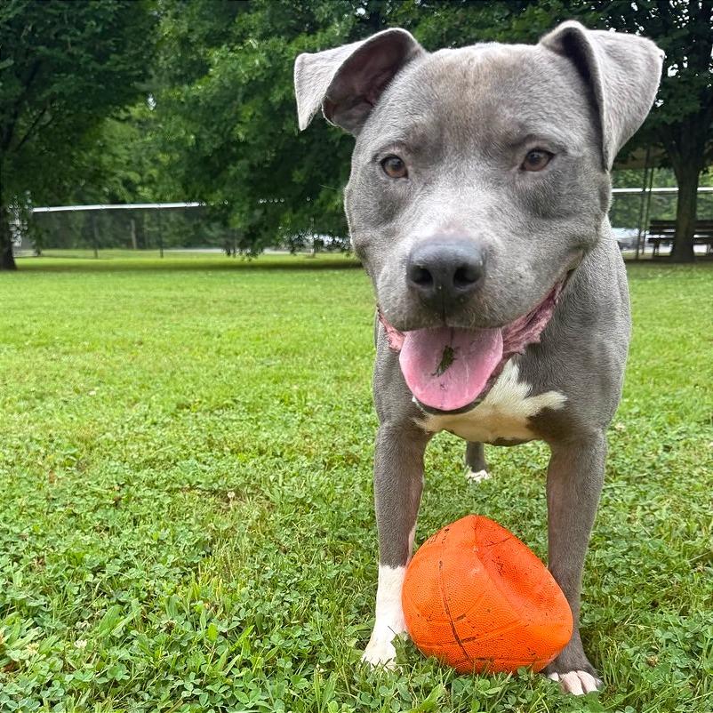 Enlarge Samson, a Adoptable Mixed Breed in Chattanooga, TN image 4/5