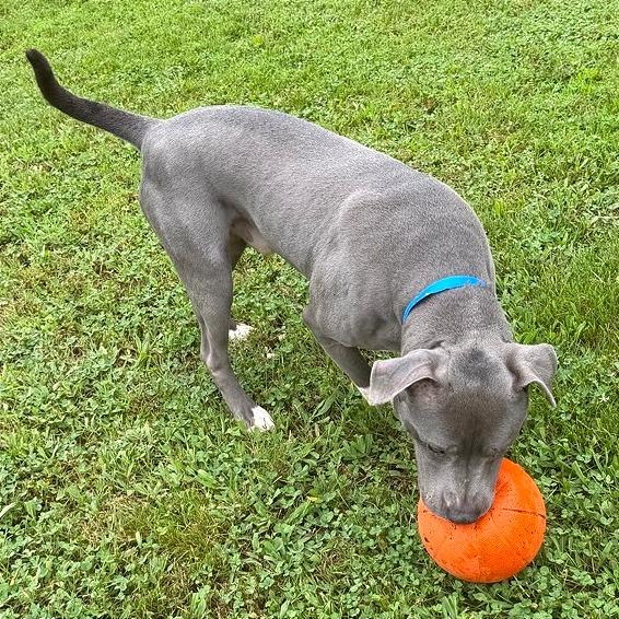 Enlarge Samson, a Adoptable Mixed Breed in Chattanooga, TN image 5/5