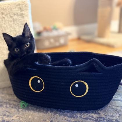 Boo $100 (Fostered) to be adopted with Doodle Bug, Adoptable, Kitten Male Domestic Medium Hair & Domestic Short Hair.