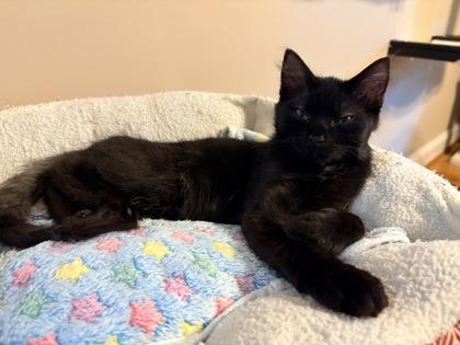 Enlarge Boo $100 (Fostered) to be adopted with Doodle Bug, a Adoptable mixed breed in Seneca, SC image 2/3