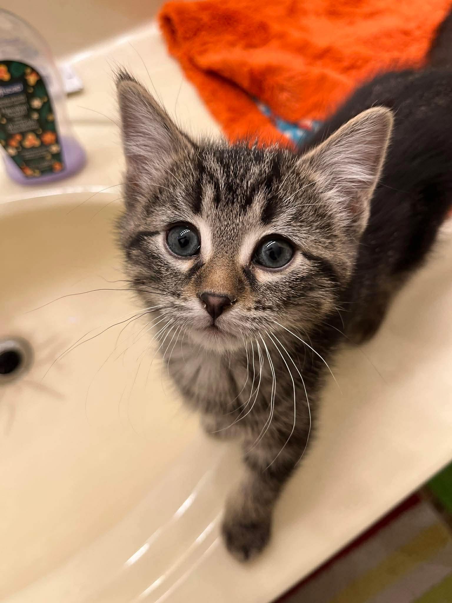 Enlarge Jemma, a ADOPTABLE Domestic Short Hair in Winnipeg, MB image 1/2