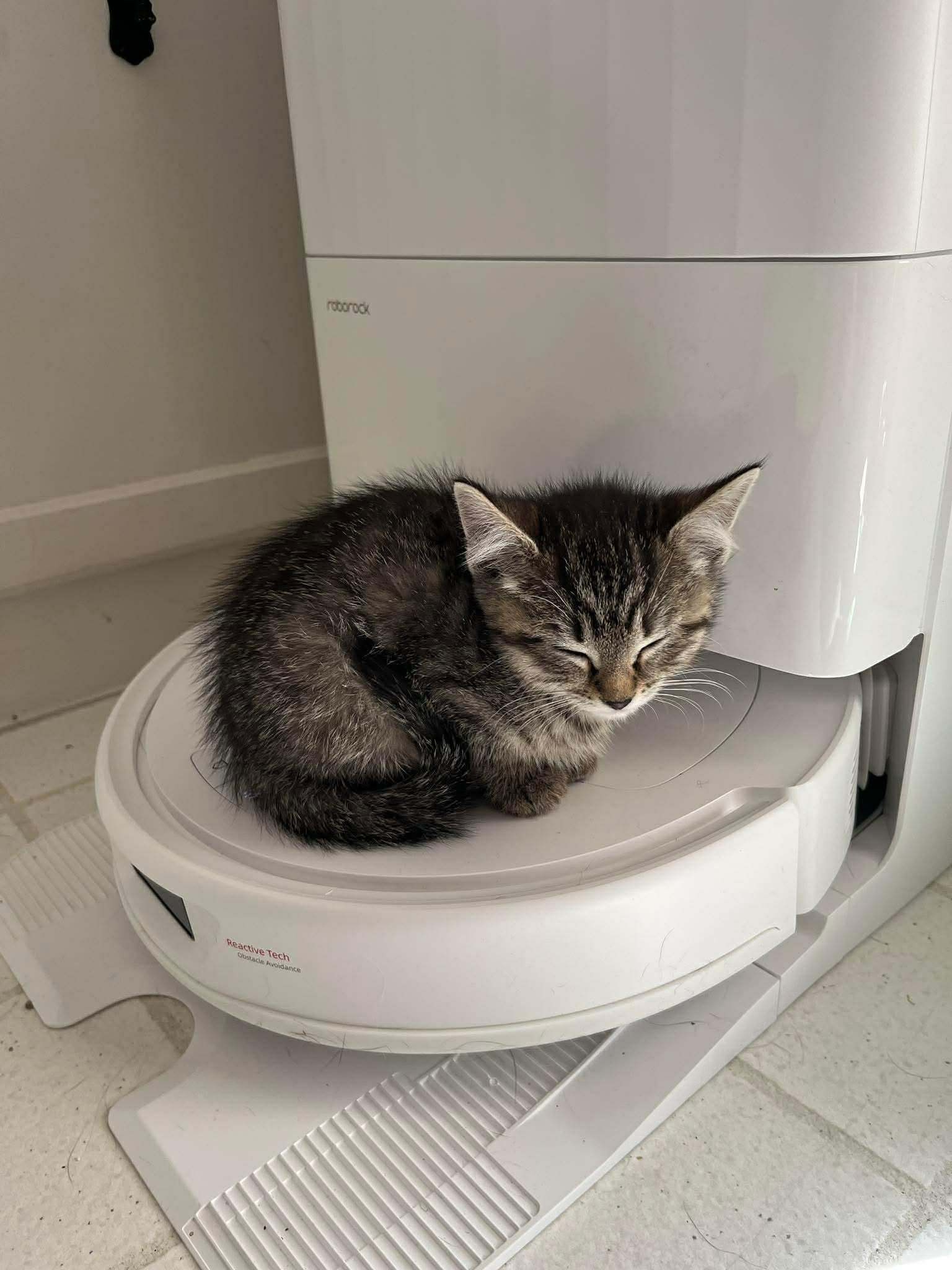 Enlarge Jemma, a ADOPTABLE Domestic Short Hair in Winnipeg, MB image 2/2