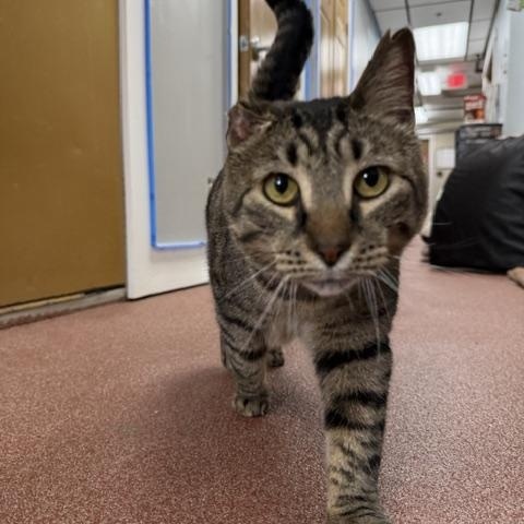 Enlarge Chucky, a ADOPTABLE Domestic Short Hair in Saranac Lake, NY image 2/2