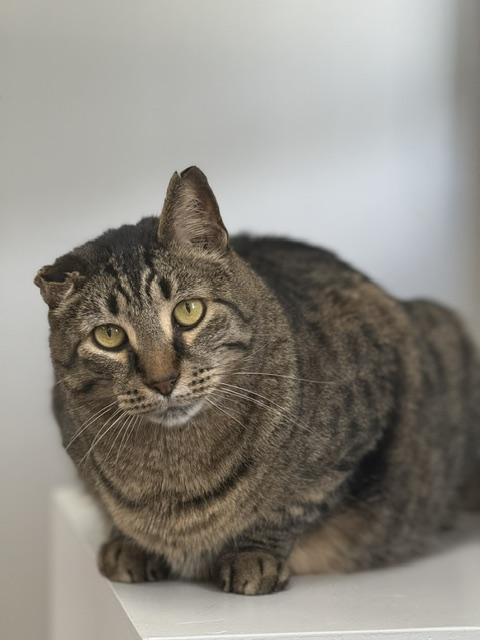 Chucky, ADOPTABLE, Senior Male Domestic Short Hair.