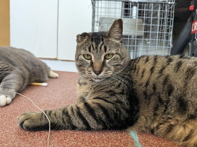 Enlarge Chucky, a ADOPTABLE Domestic Short Hair in Saranac Lake, NY image 1/2