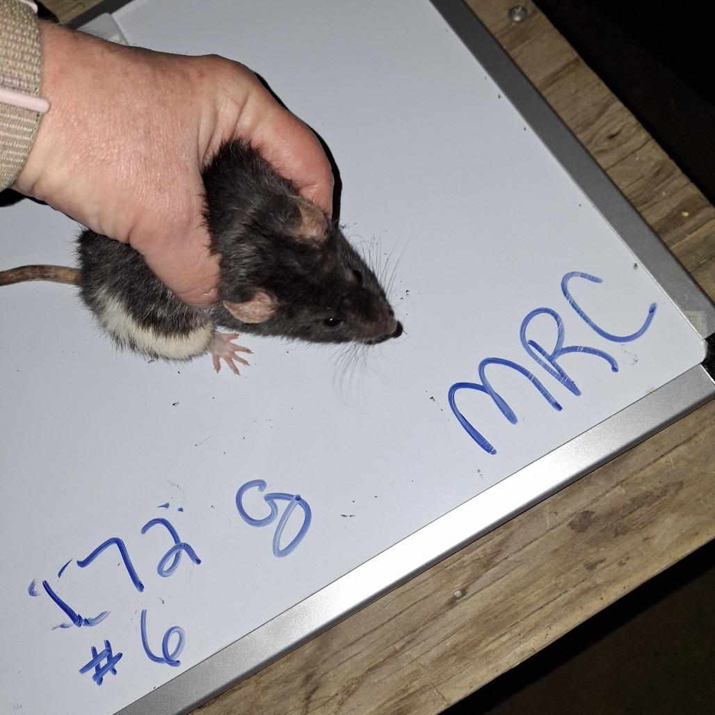MRC-Stray-1_6, Adoptable, Young Female Rat.