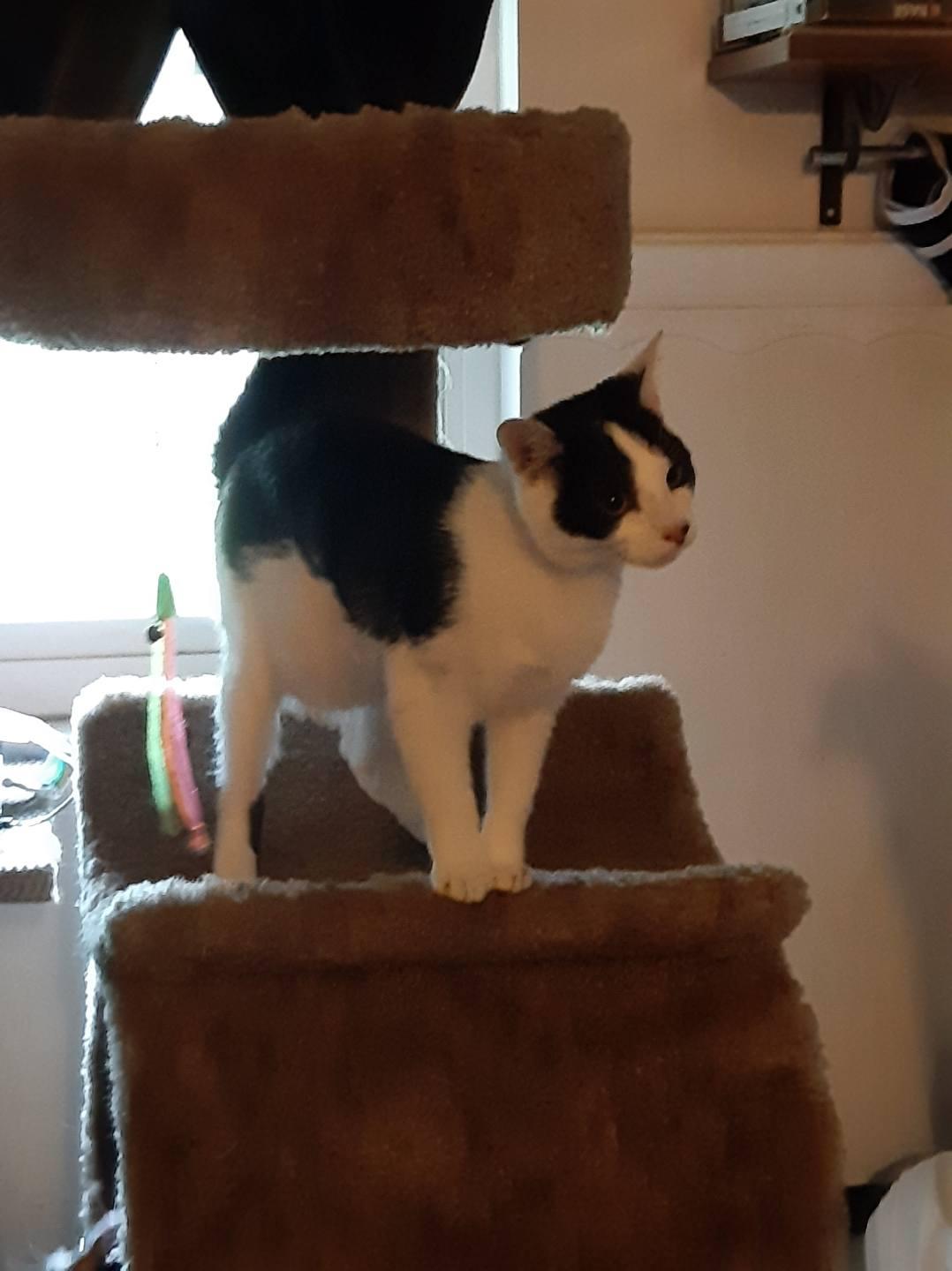 Rhea and Theo (Courtesy Post), a Adoptable Domestic Short Hair in Monroe, OH image 2/2