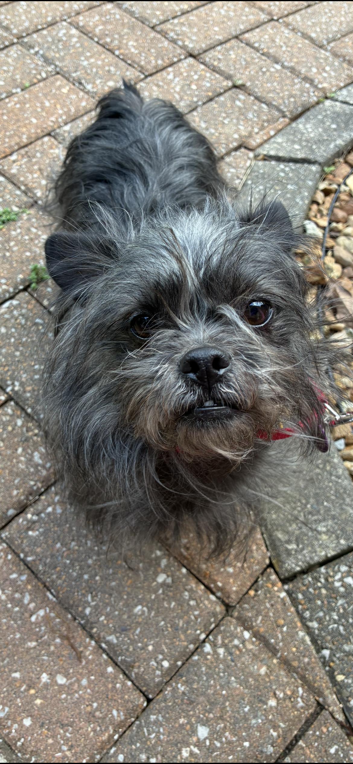 Enlarge Magnolia ( Mags ) , a ADOPTABLE mixed breed in Saint Louis, MO image 1/3