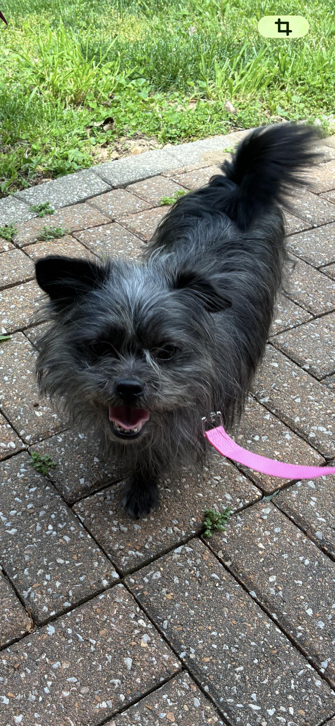 Enlarge Magnolia ( Mags ) , a ADOPTABLE mixed breed in Saint Louis, MO image 2/3