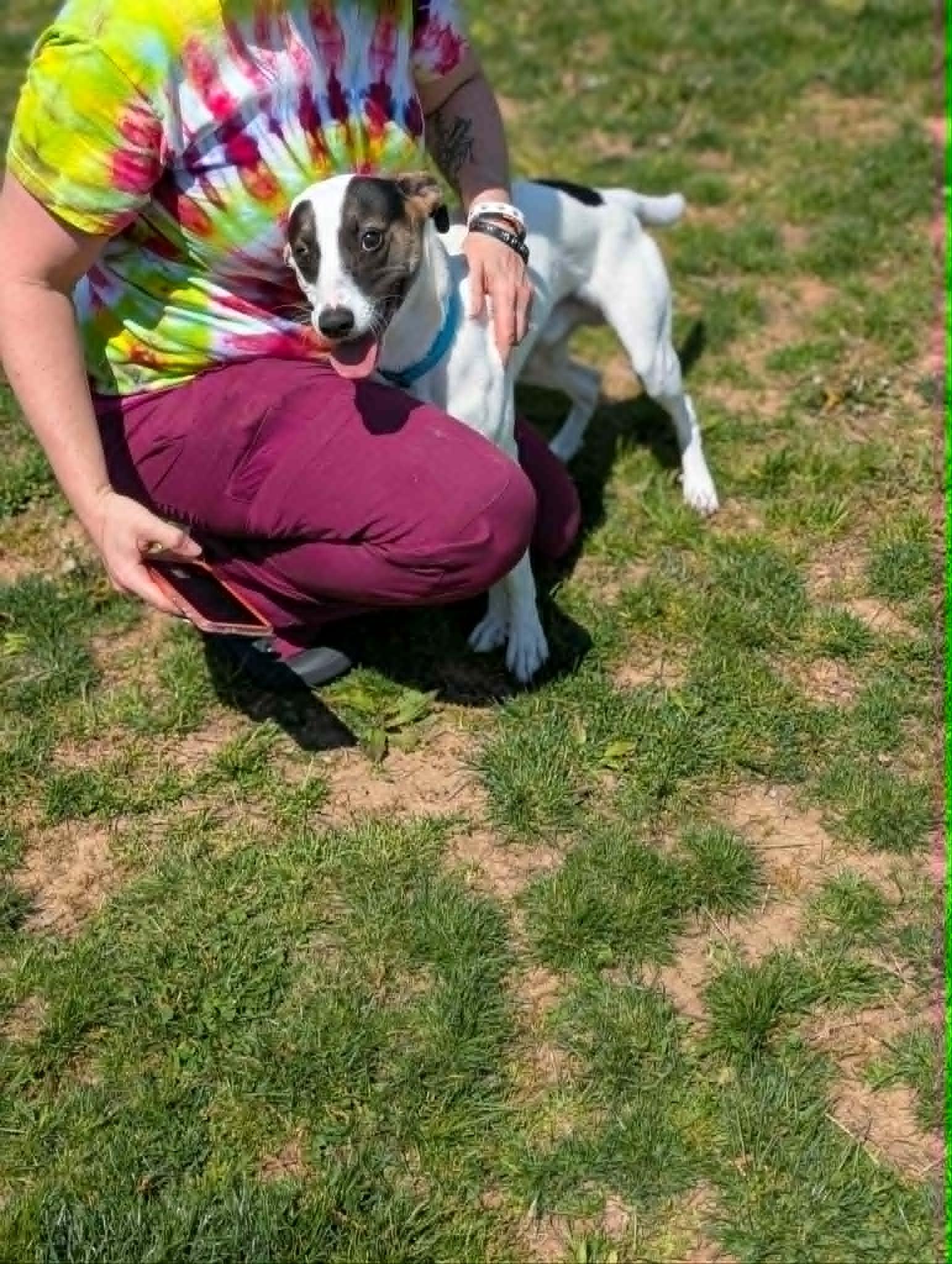Flapjack, a ADOPTABLE Mixed Breed in Chambersburg, PA image 2/2