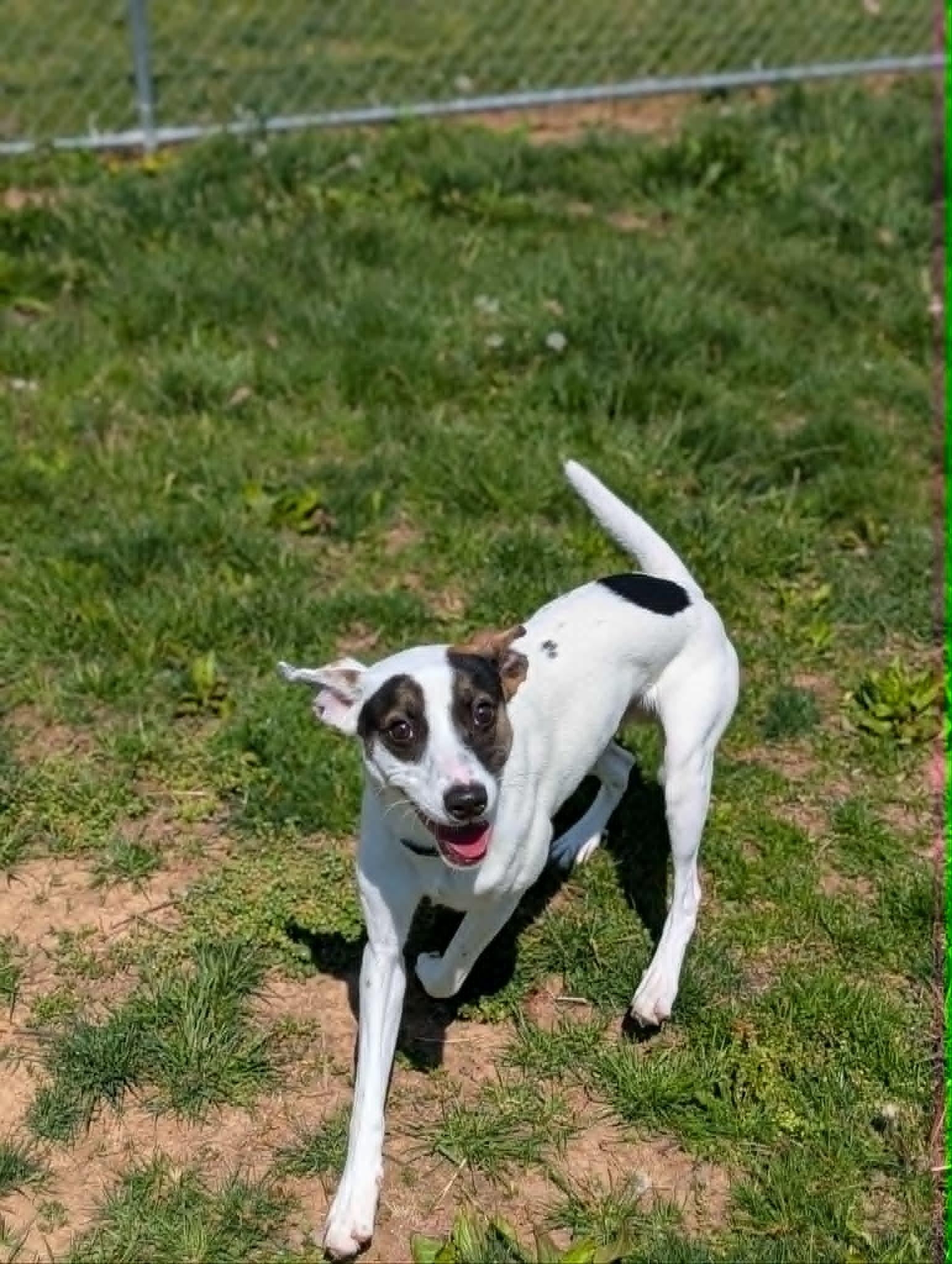 Flapjack, a ADOPTABLE Mixed Breed in Chambersburg, PA image 1/2