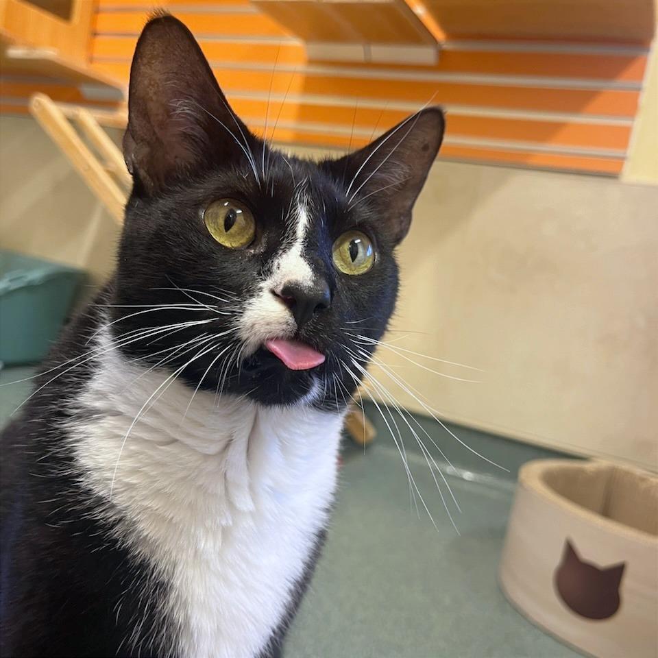 Alfie, Adoptable, Senior Male Domestic Short Hair.