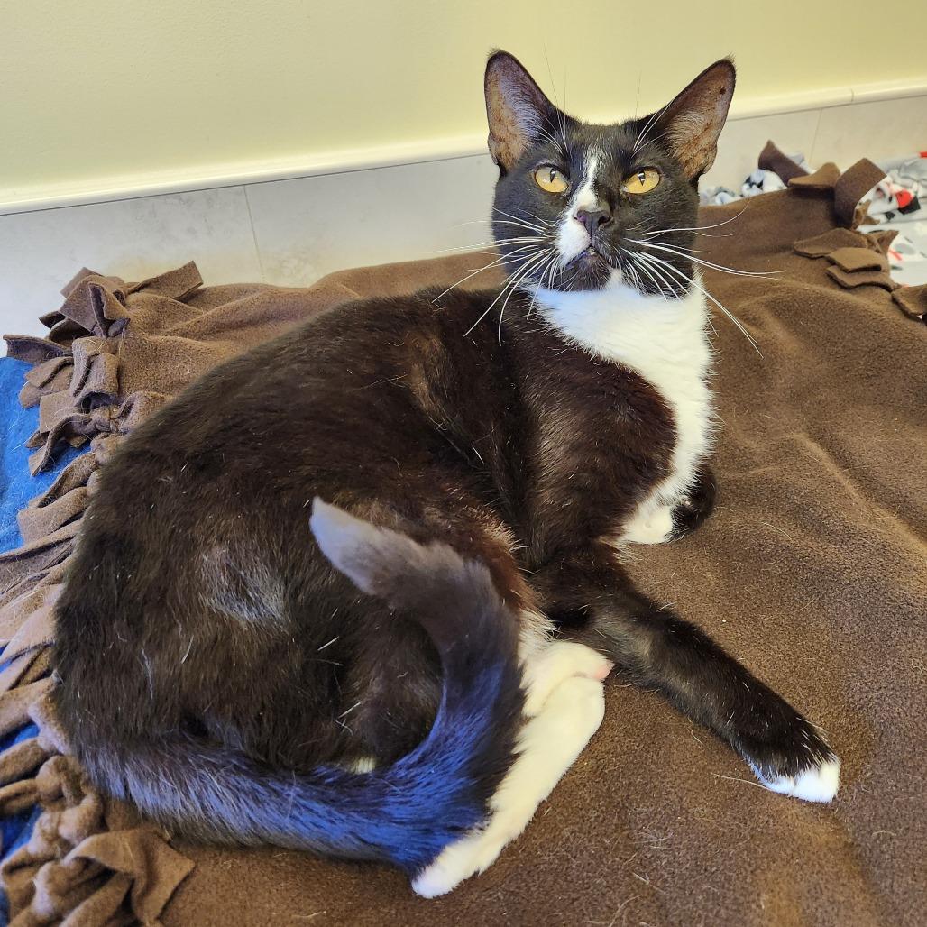 Enlarge Alfie, a Adoptable Domestic Short Hair in Naples, FL image 2/4