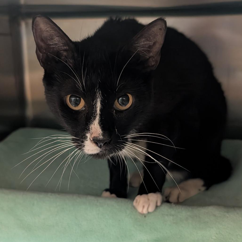 Enlarge Alfie, a Adoptable Domestic Short Hair in Naples, FL image 1/2