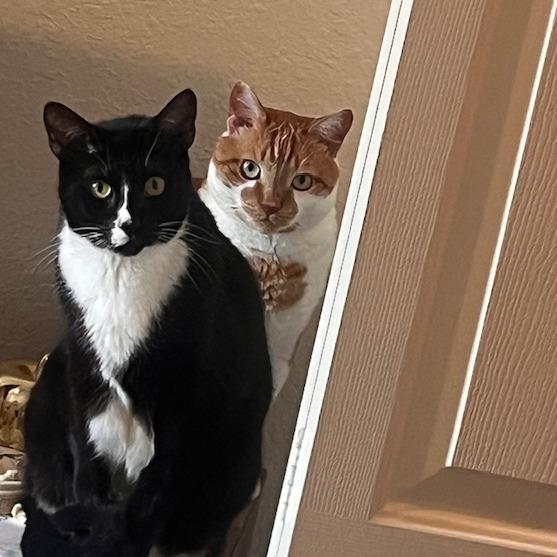 Enlarge Alfie, a Adoptable Domestic Short Hair in Naples, FL image 2/6