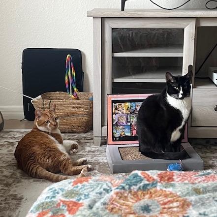 Enlarge Alfie, a Adoptable Domestic Short Hair in Naples, FL image 3/6