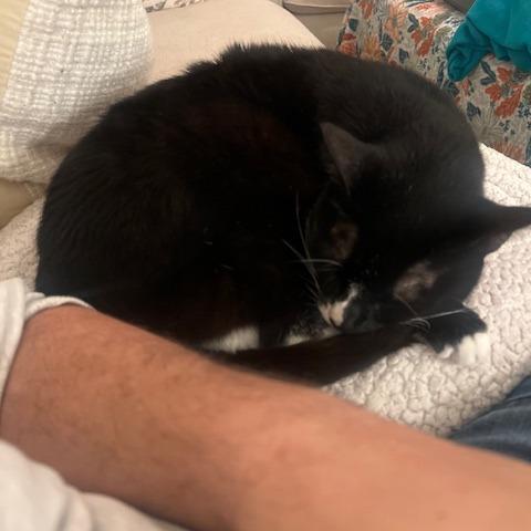 Enlarge Alfie, a Adoptable Domestic Short Hair in Naples, FL image 4/6