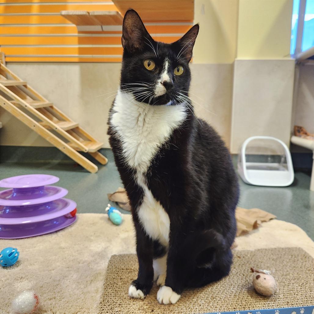 Enlarge Alfie, a Adoptable Domestic Short Hair in Naples, FL image 3/4